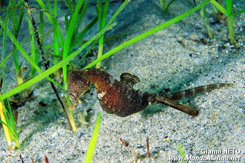 Cavalluccio marino (Hippocampus hippocampus)