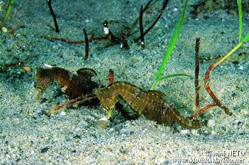 Cavalluccio marino (Hippocampus hippocampus)