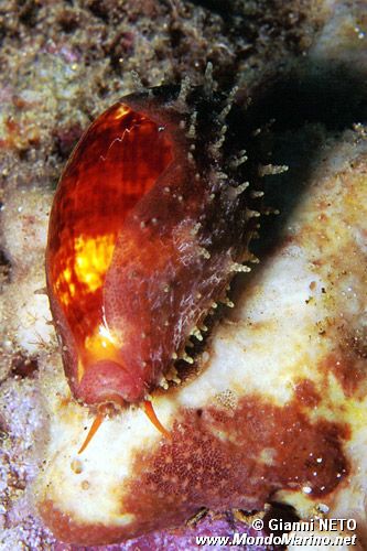 Zonaria (Zonaria pyrum)