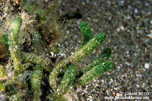 Alga a candelabro verde (Codium fragile)