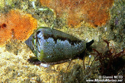 Cono mediterraneo (Conus mediterraneus)