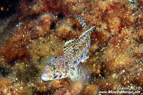 Ghiozzo geniporo (Gobius geniporus)
