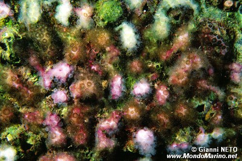 Madracis (Madracis pharensis)