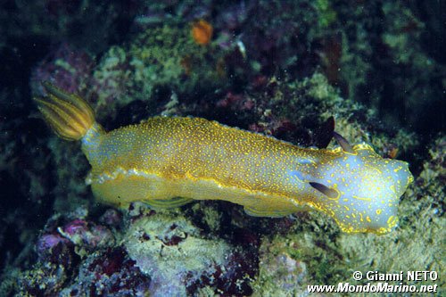 Doride dipinto (Hypselodoris picta)