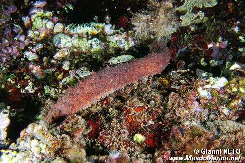 Oloturia (Holothuria tubulosa)