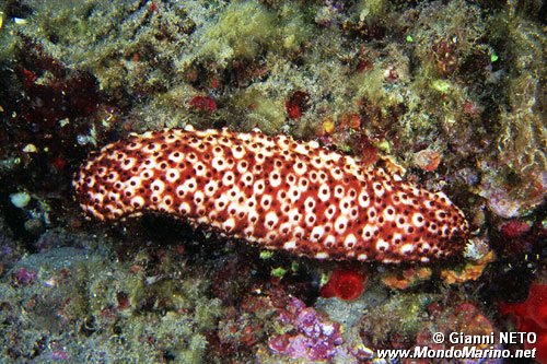 Oloturia (Holothuria sanctori)