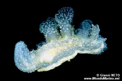 Malibe (Melibe fimbriata)