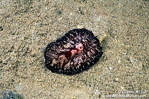 Verme piatto (Pseudoceros maximum)