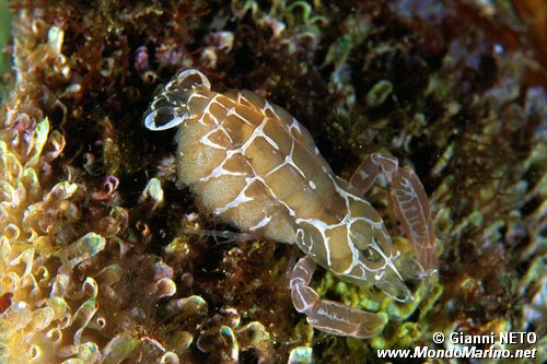 Guardiano della pinna (Pontonia pinnophylax)