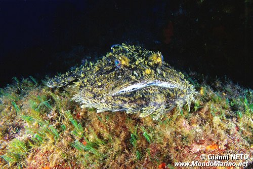 Rana pescatrice (Lophius piscatorius)
