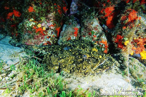 Rana pescatrice (Lophius piscatorius)