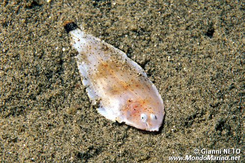 Sogliola fasciata (Solea variegata)