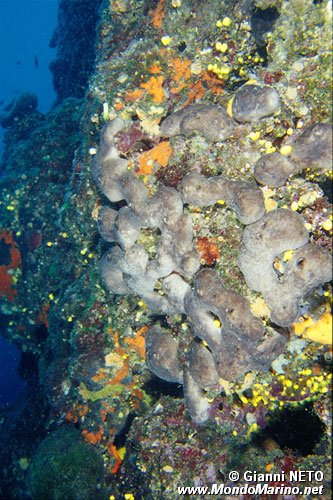 Spugna patata (Chondrosia reniformis)