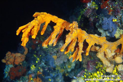 Spugna (Axinella polypoides)