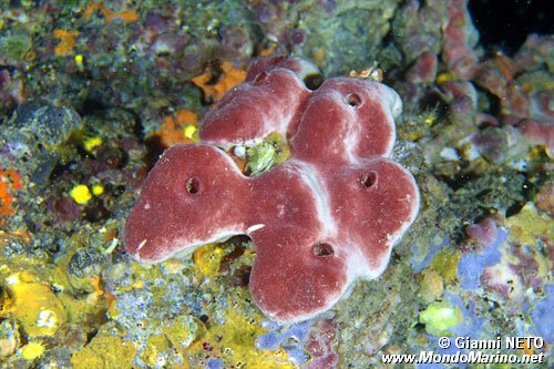 Spugna (Petrosia ficiformis)