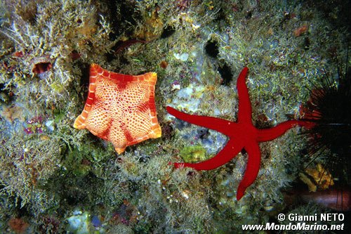 Stella (Sphaerodiscus placenta)