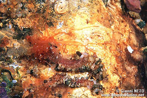 Verme tentacolato (Eupolymnia nebulosa)