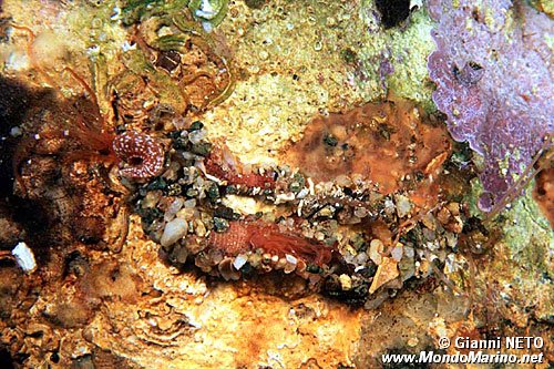 Verme tentacolato (Eupolymnia nebulosa)