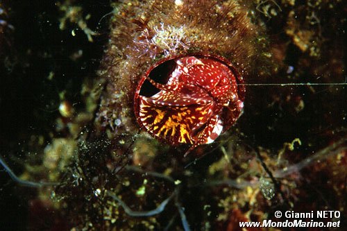 Vermetide grande (Serpulorbis arenaria)