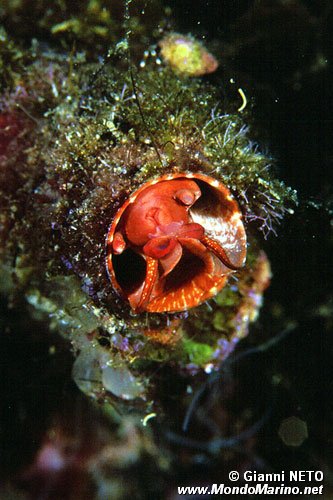 Vermetide grande (Serpulorbis arenaria)
