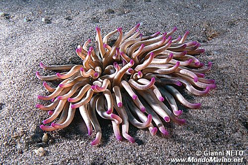 Attinia di rena (Condylactis aurantiaca)