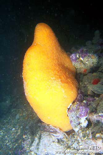 Tunicato conico (Aplidium conicum)