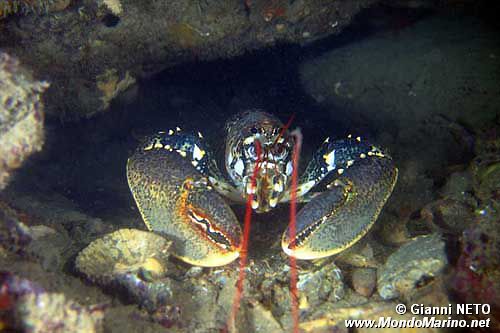 Astice (Homarus gammarus)