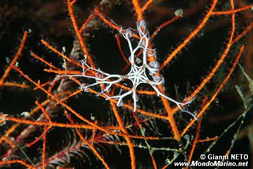 Stella gorgone (Astrospartus mediterraneus)