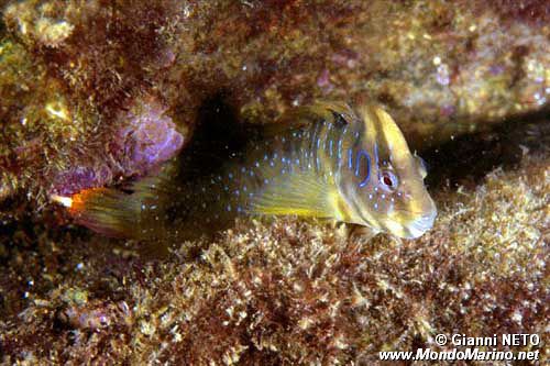 Bavosa pavone (Salaria pavo)