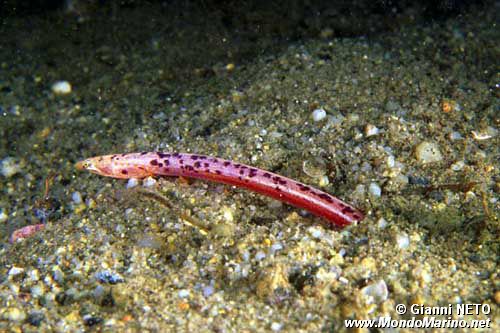 Biscia di mare cieca (Sphagebranchus caecus)