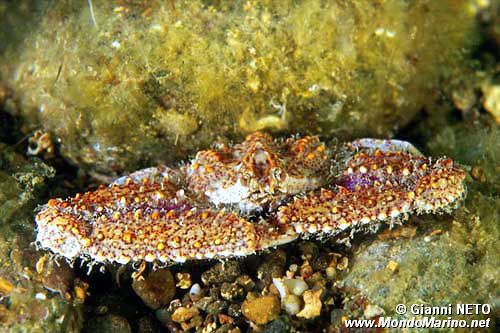 Crostaceo (Parthenope anguilifrons)