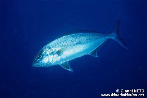 Ricciola (Seriola dumerili)