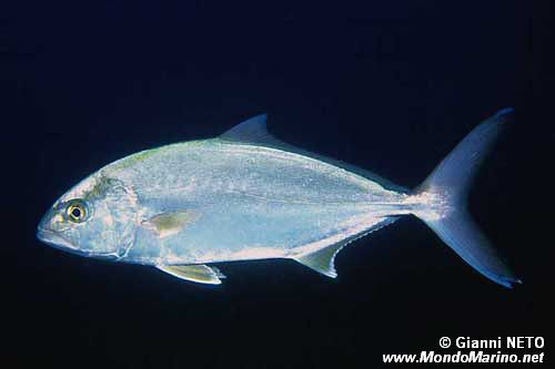 Ricciola (Seriola dumerili)