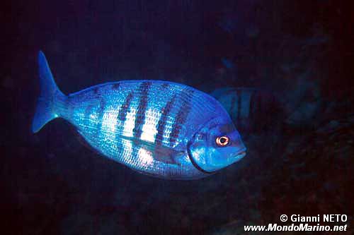 Tanuta (Spondyliosoma cantharus)