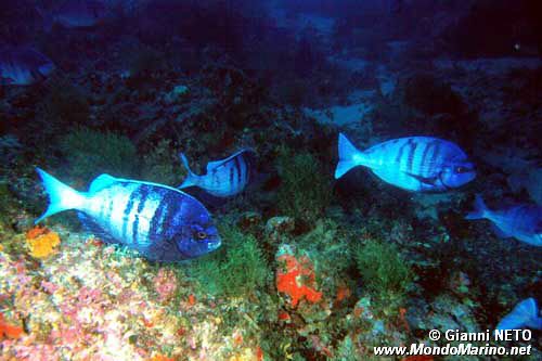 Tanuta (Spondyliosoma cantharus)
