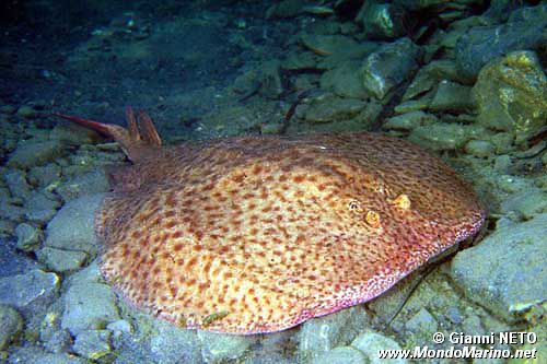 Torpedine marezzata (Torpedo marmorata)