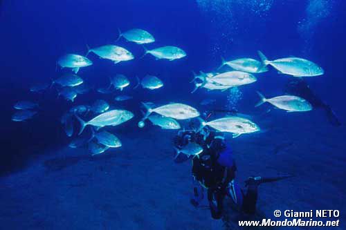 Ricciola (Seriola dumerili)