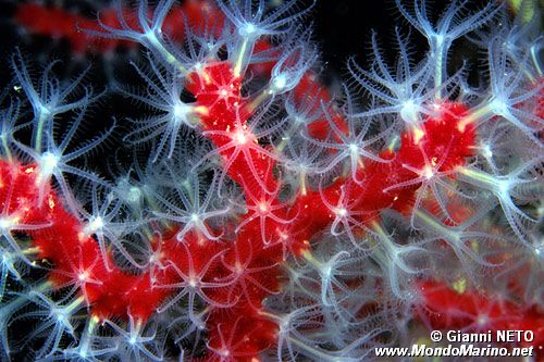 Corallo rosso (Corallium rubrum)