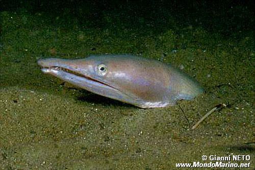 Pesce serpente (Ophisurus serpens)