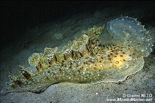 Malibe (Melibe fimbriata)