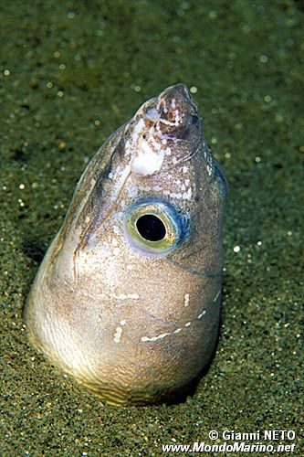 Miro (Echelus myrus)