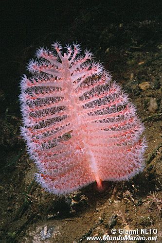 Pennatula rossa (Pennatula rubra)