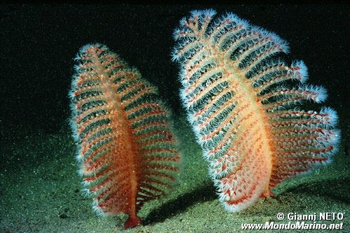 Pennatula rossa (Pennatula rubra)
