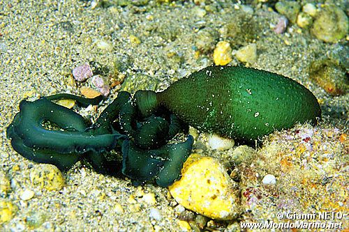 Bonellia (Bonellia viridis)