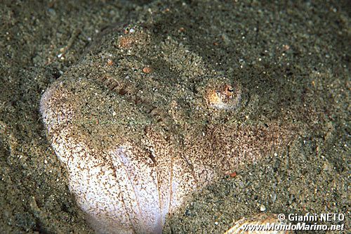 Pesce prete (Uranoscopus scaber)