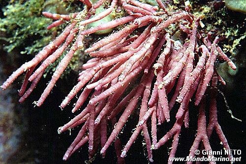 Alga calcarea (Tricleocarpa fragilis)