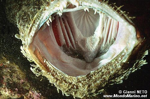 Rana pescatrice (Lophius piscatorius)