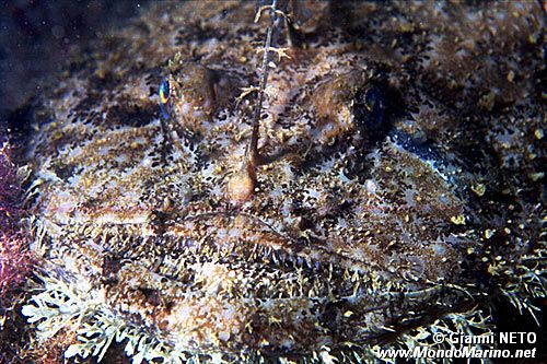 Rana pescatrice (Lophius piscatorius)