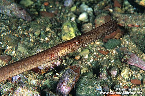 Pesce ago cavallino (Syngnathus typhle)