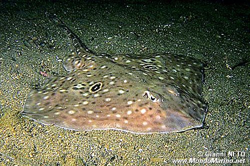 Razza Polistimma (Raja polystigma)